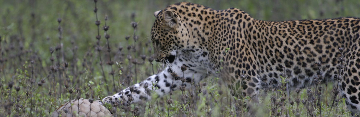 Best Leopard Spotting At Yala National Park