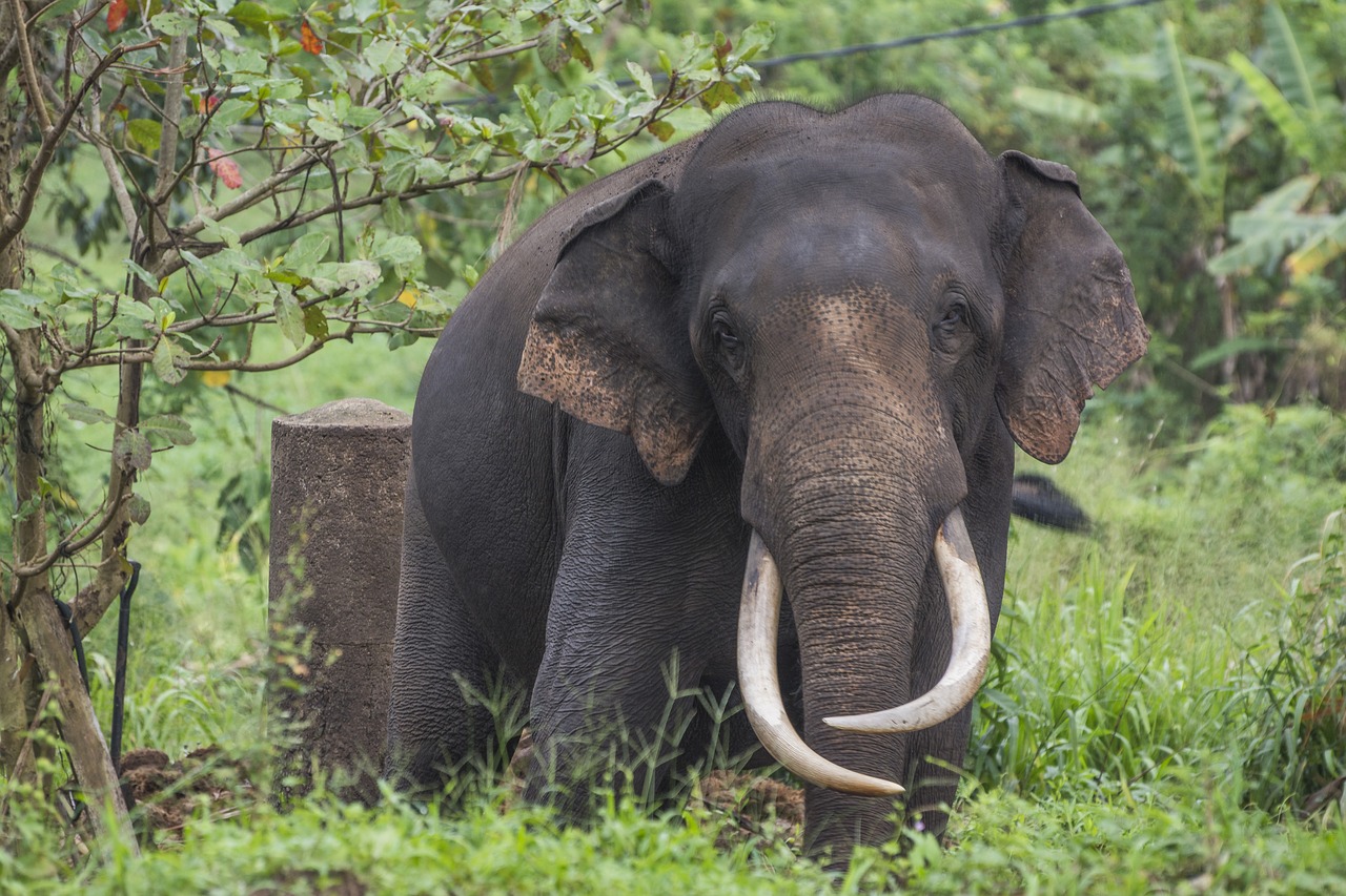 Elephants in Sri Lanka