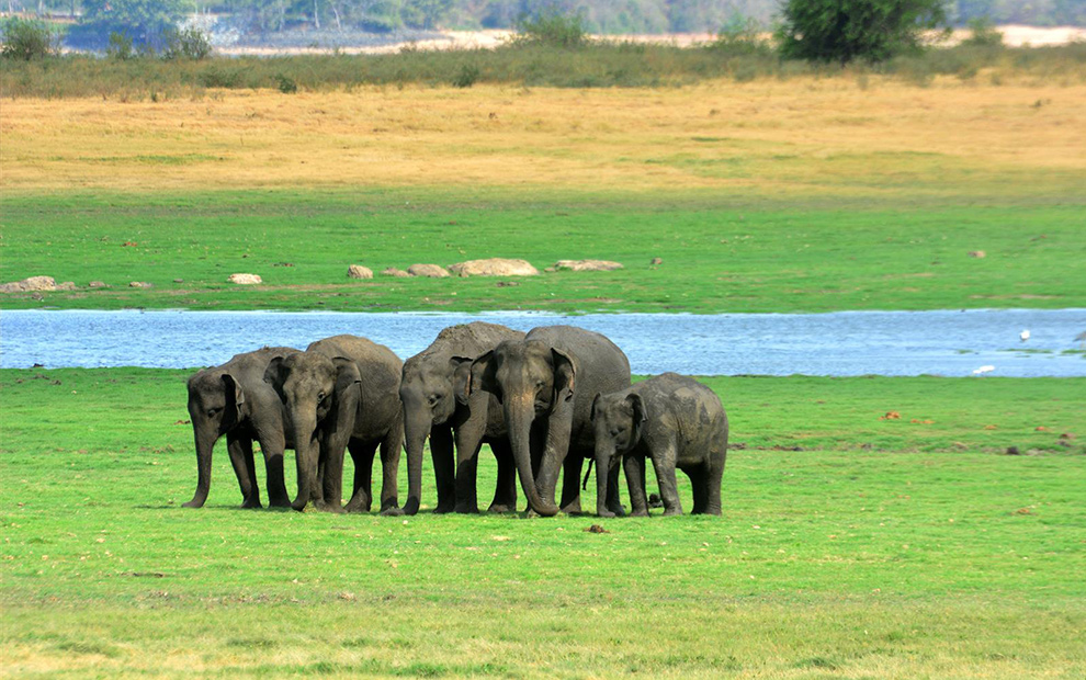 Explore Sri Lanka’s Wildlife