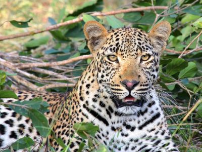 Thrilling Wildlife Tours & Safaris in Sri Lanka