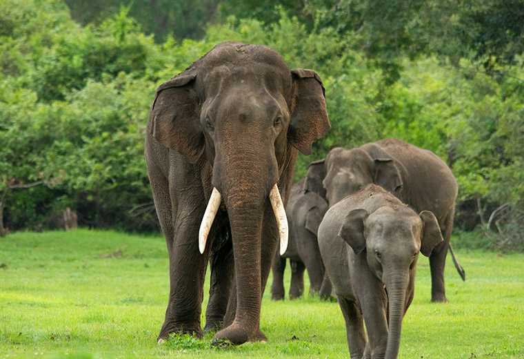 The Most Thrilling Wildlife Safaris in Sri Lanka