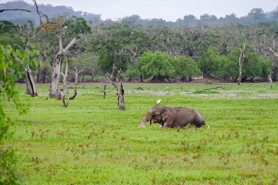 Discovering the Amazing Wildlife of Sri Lanka
