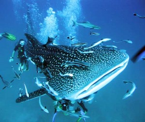 Diving with Whale Sharks in Samui
