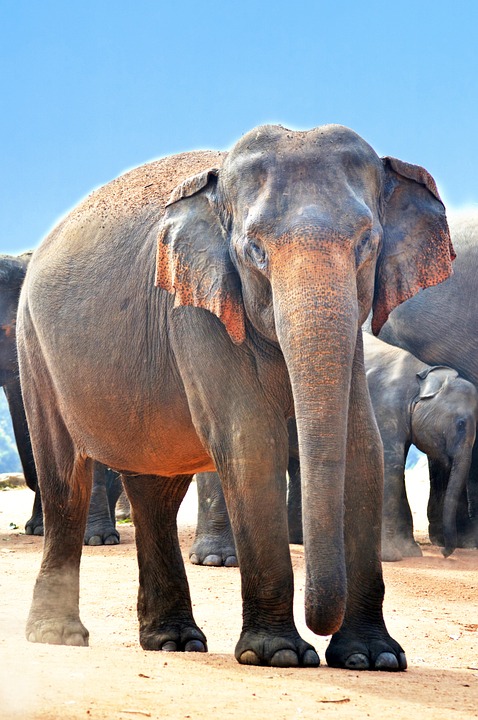 Most thrilling wildlife safaris in Sri Lanka