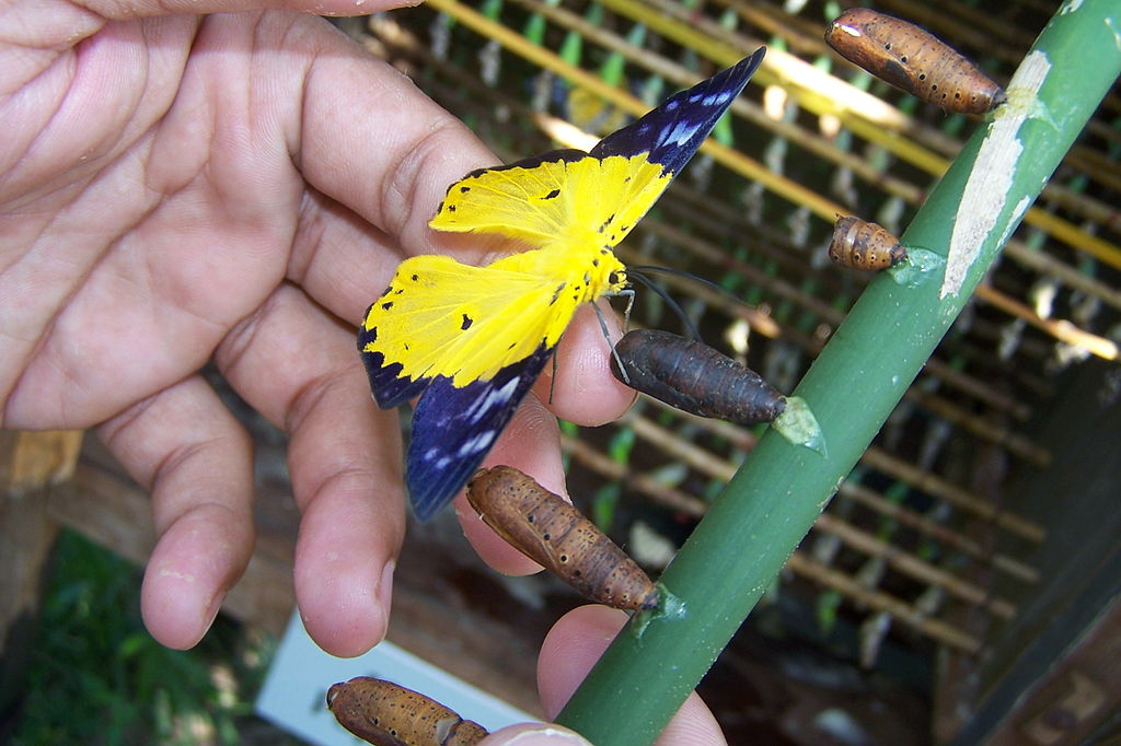 Banteay Srey Butterfly Centre