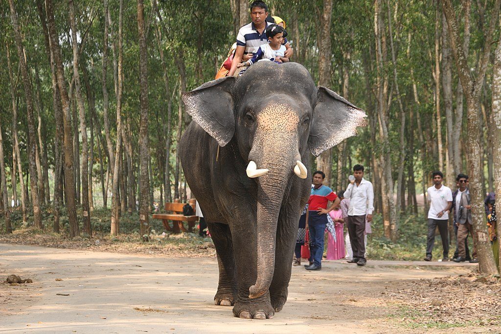 elephant back safari in india