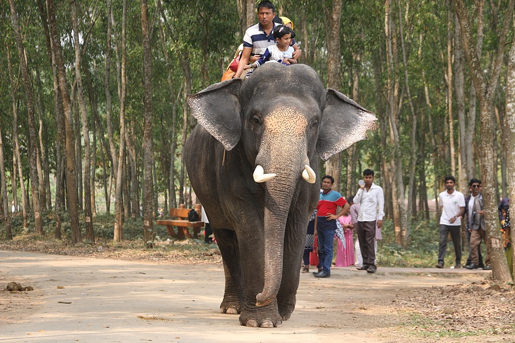 Elephant back safari ride in Habarana