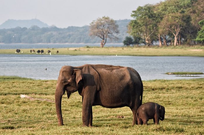 The Wildlife of Sri Lanka