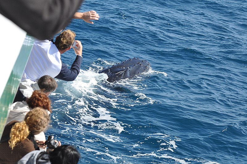 Hervey_Bay_whales