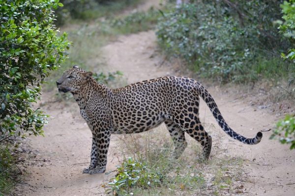 leopard sri lanka