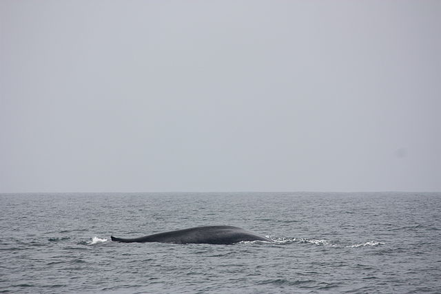 Whale Watching in Mirissa