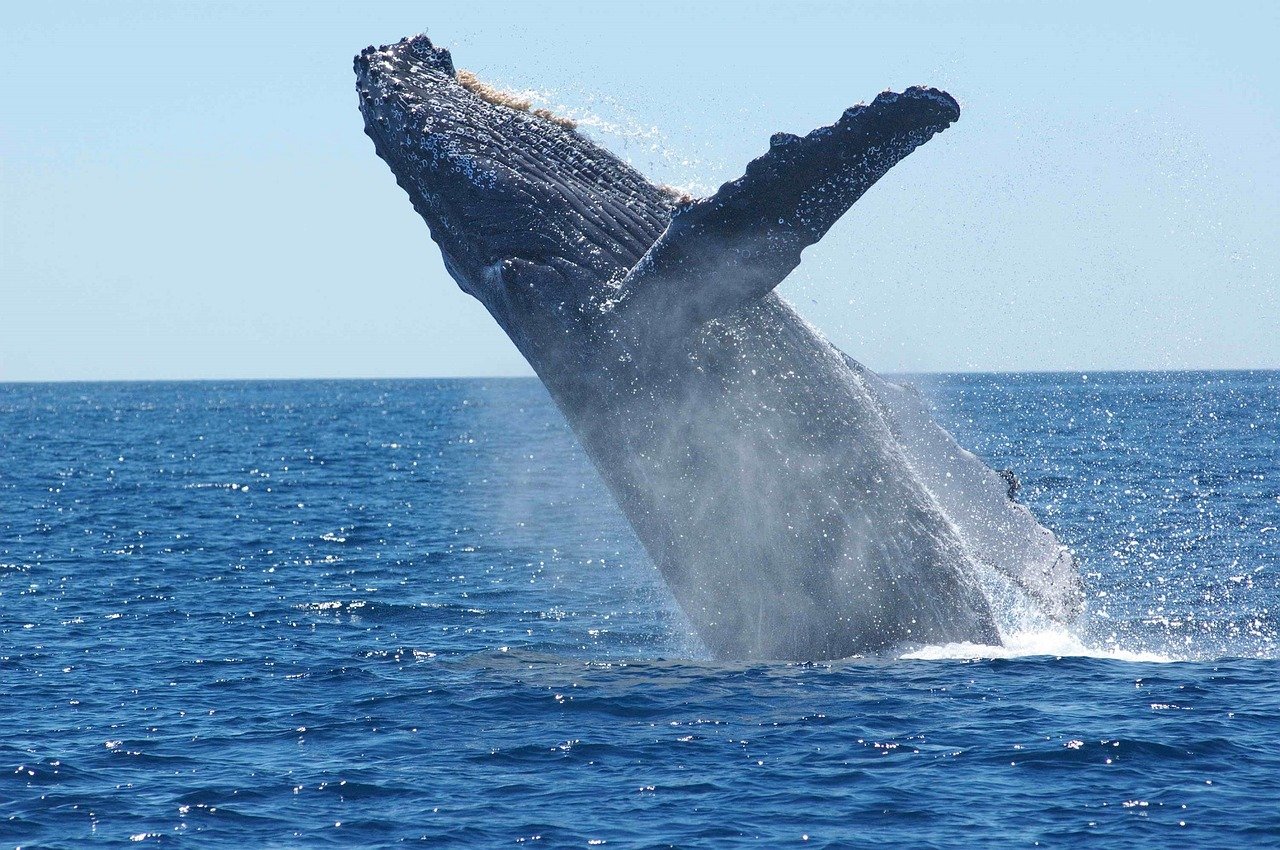 Unforgettable Whale Watching in Africa