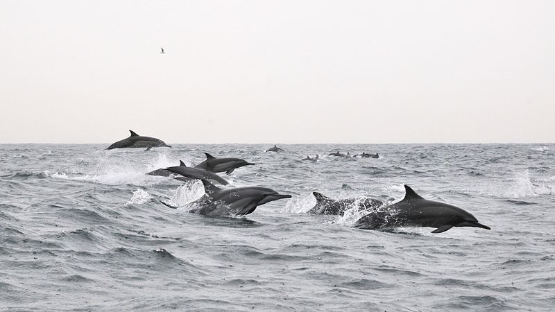 Dolphin Watching in Oman