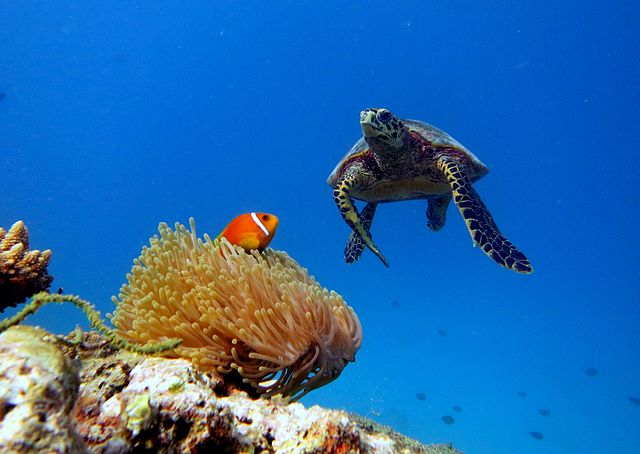 Discover the Baa Atoll’s Marine Treasures