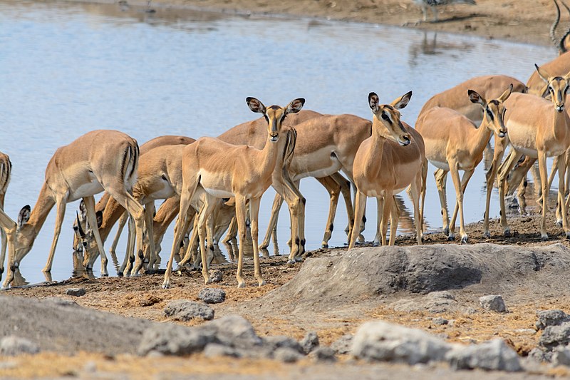 Amazing facts you didn’t know about Namibia – An excellent choice for your upcoming holiday