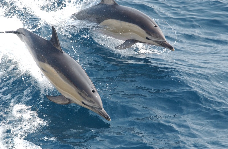 Dolphin Watching in Oman – For the marine life enthusiasts