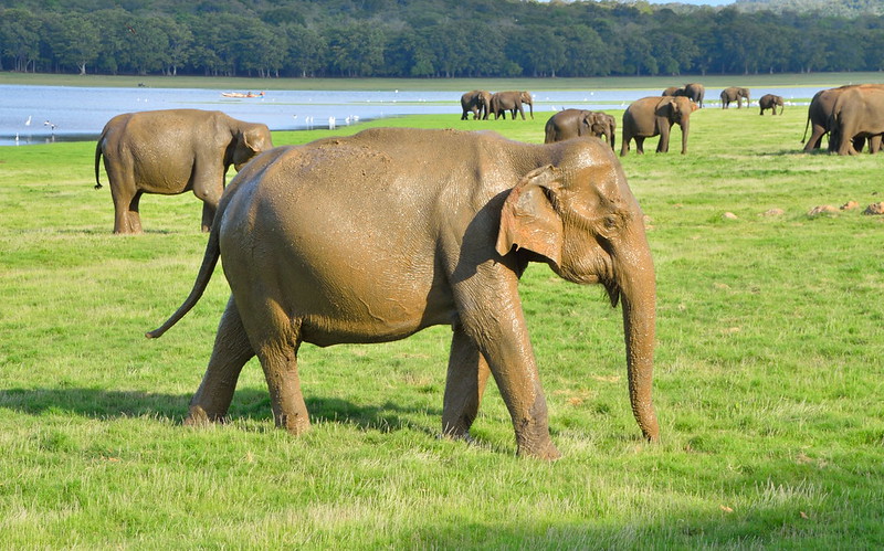 Minneriya wildlife safari