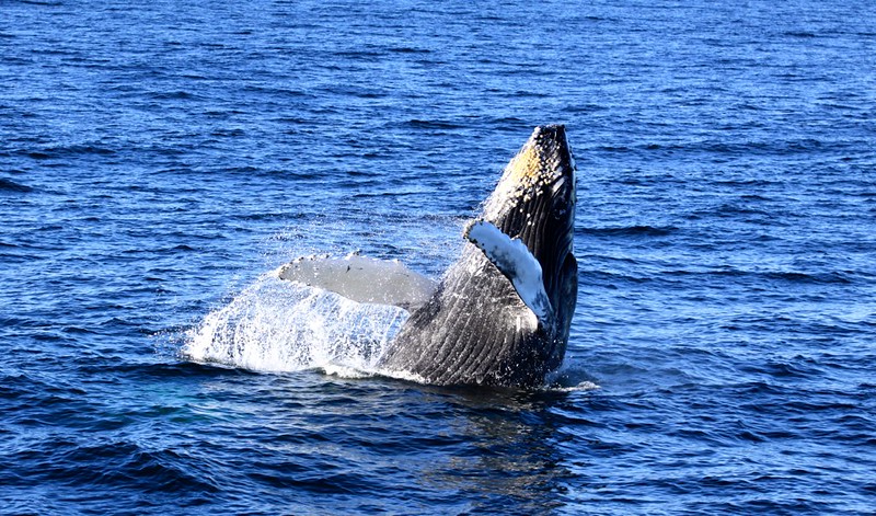 Enjoy Whale Watching in Trincomalee
