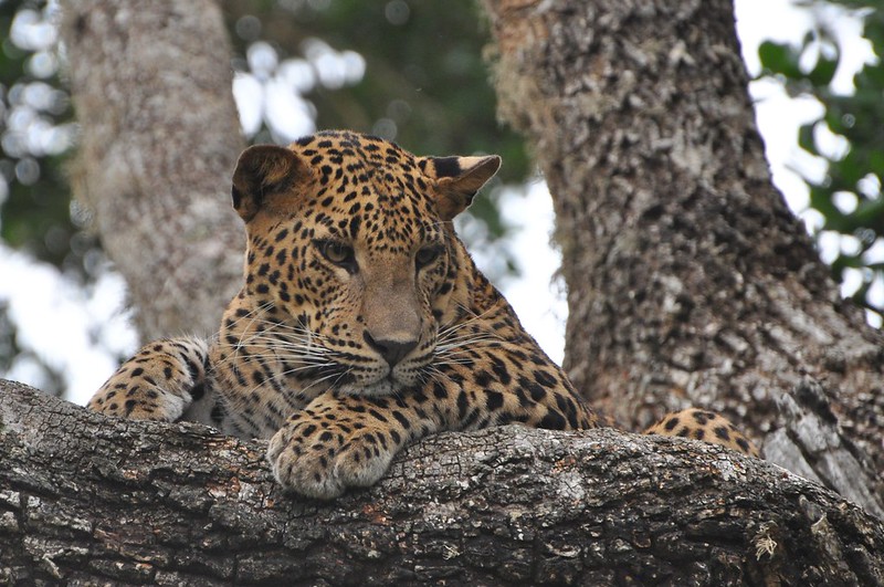 Sri Lankan Leopards