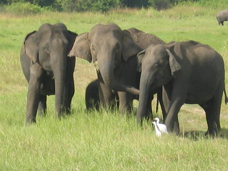 A Simple Guide to Wildlife in Sri Lanka