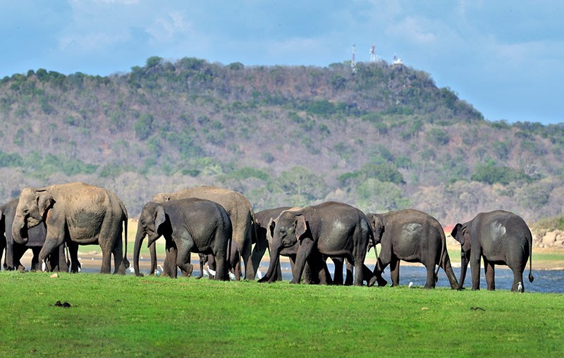 A Guide to Minneriya National Park – Thrilling Wildlife Encounters