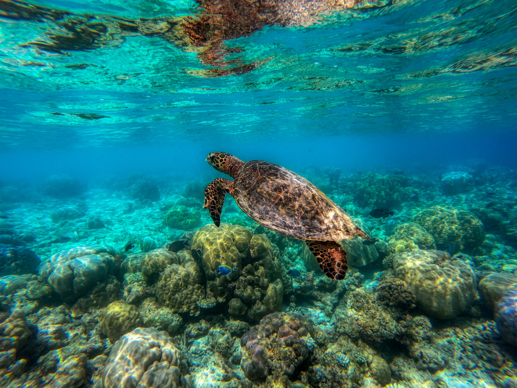 All You Need to Know About Turtles in Maldives – Conservation Efforts Vital