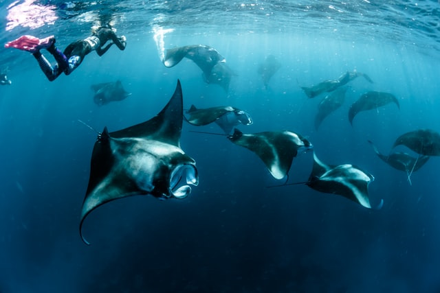 A Guide to Swimming with Manta Rays in Maldives