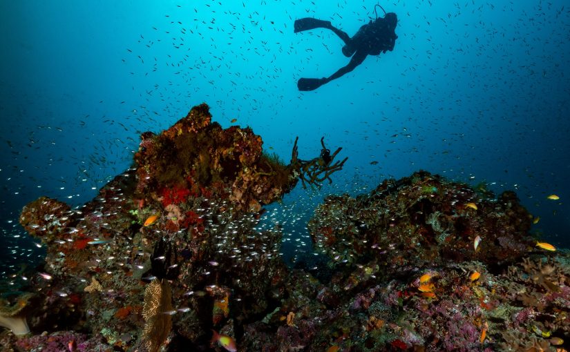Scuba Diving in the Maldives – Under the Sea