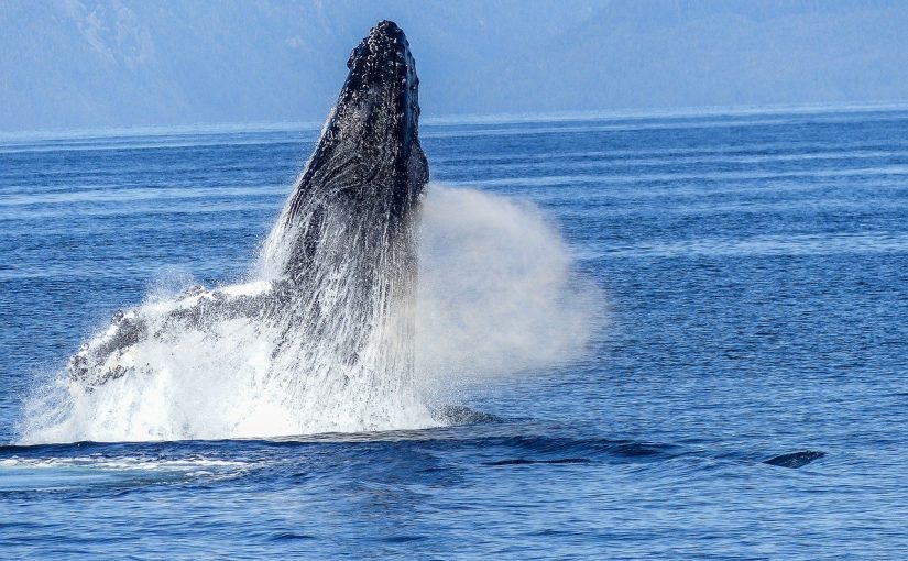 Explore Port Stephens’ Breathtaking Coastline Along with a Whale-watching Trip – Enjoy Amazing Experiences