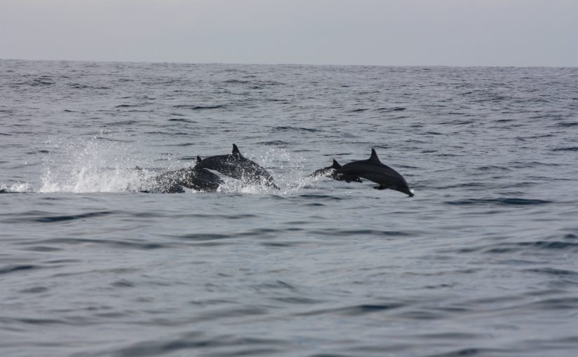 Dolphins and whales