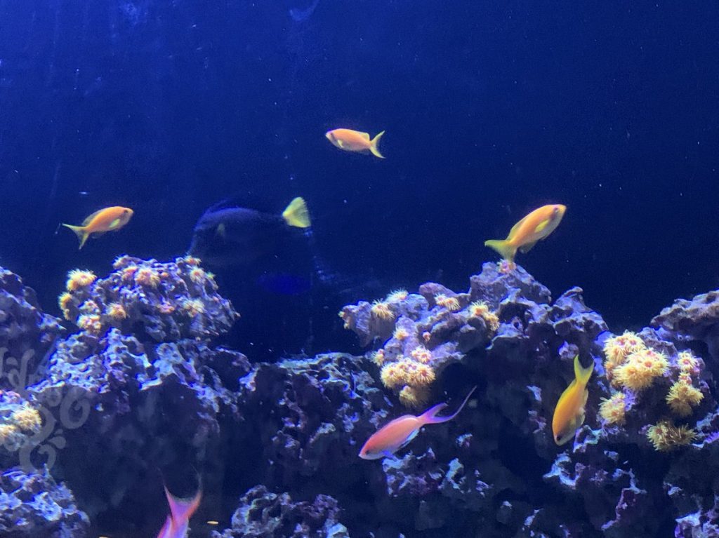 Fish & Reef
