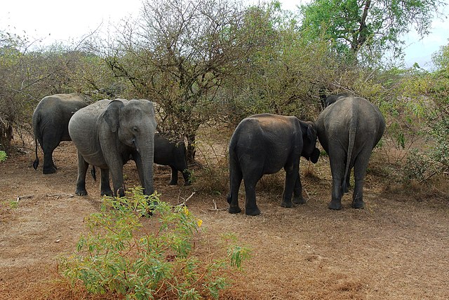 Visiting Yala National Park in Sri Lanka