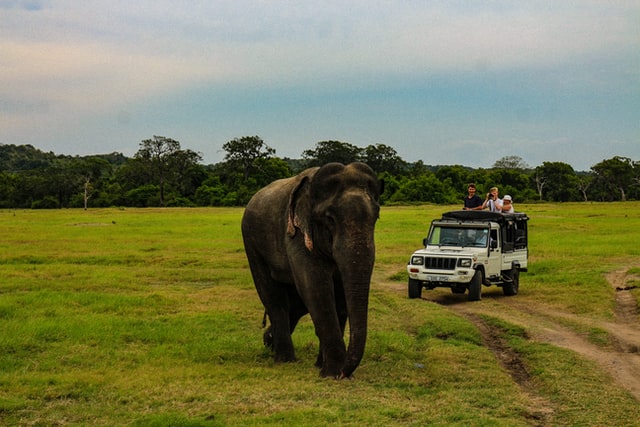 Minneriya National Park