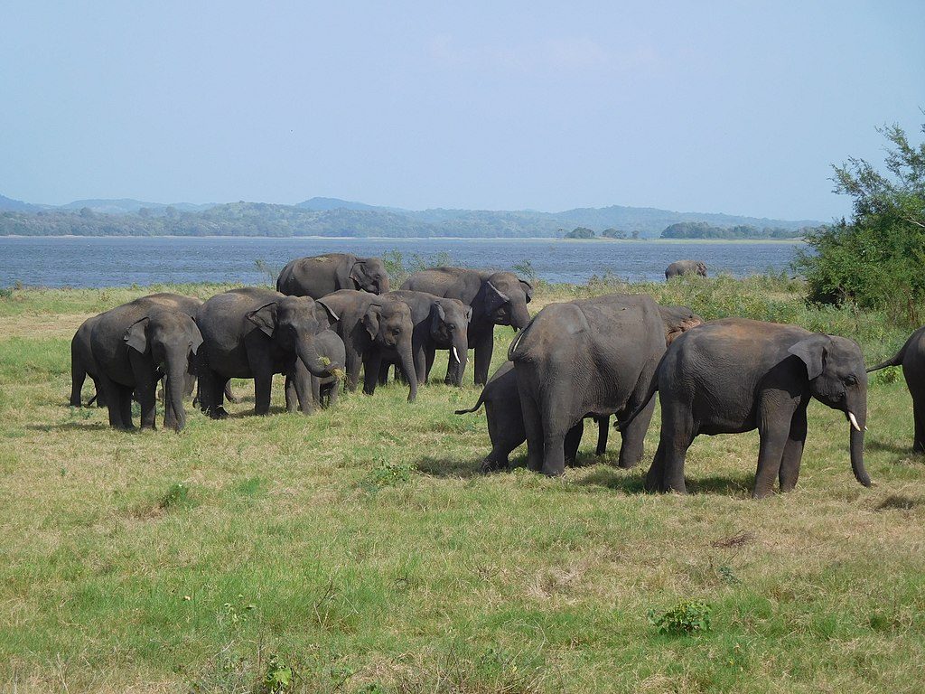 1024px-Minneriya_National_Park,_elephants_gathering