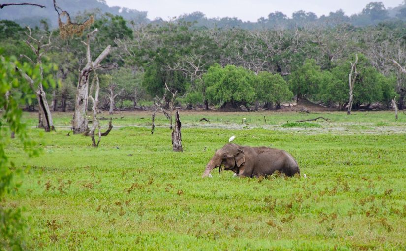 Adventurous Tours Around the Wildlife Parks in Sri Lanka