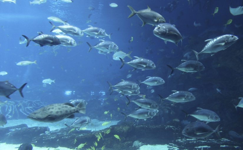 Underwater World Pattaya – Make A Splash!