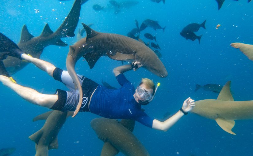 Diving with sharks