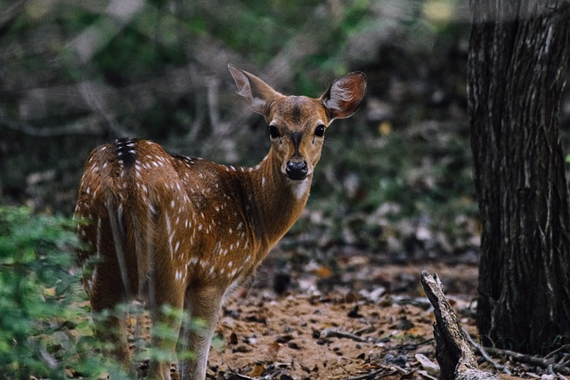 Yala National Park