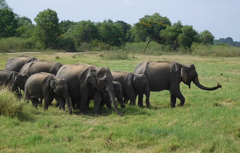 The Best Place in Sri Lanka to See Wild Elephants