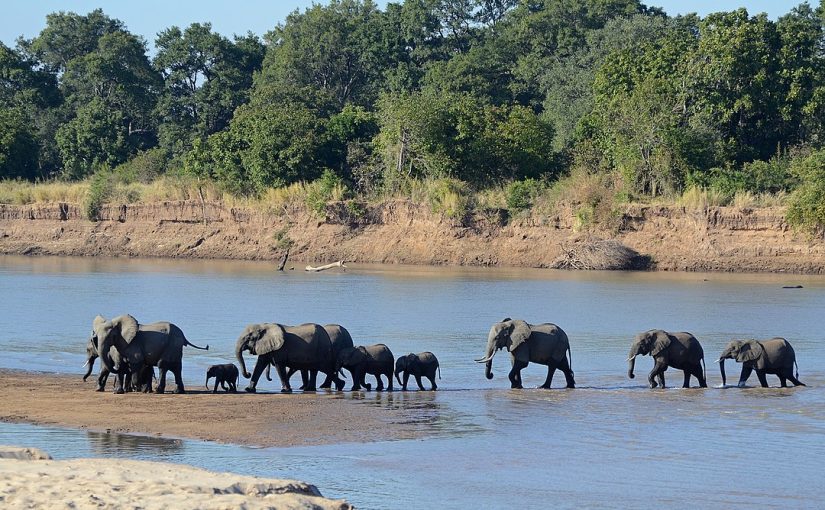 The best safari experiences in Zambia – Beckoning the passionate wildlife enthusiast
