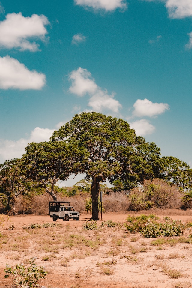 Best Time to visit Yala National Park (2)