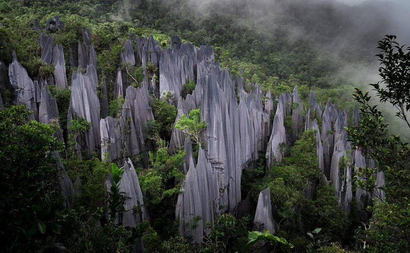 A nature lover’s guide to the Malaysian rainforest