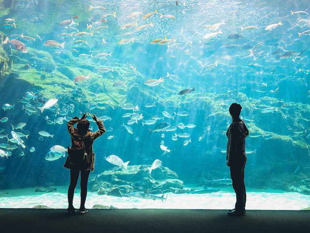 All You Need to Know About the National Aquarium Abu Dhabi – Immerse yourself in aquatic wonders