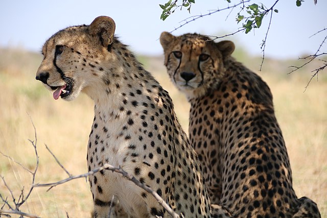 Carnivore Feeding Day Tour in Namibia – A Meeting With Nature’s Force!