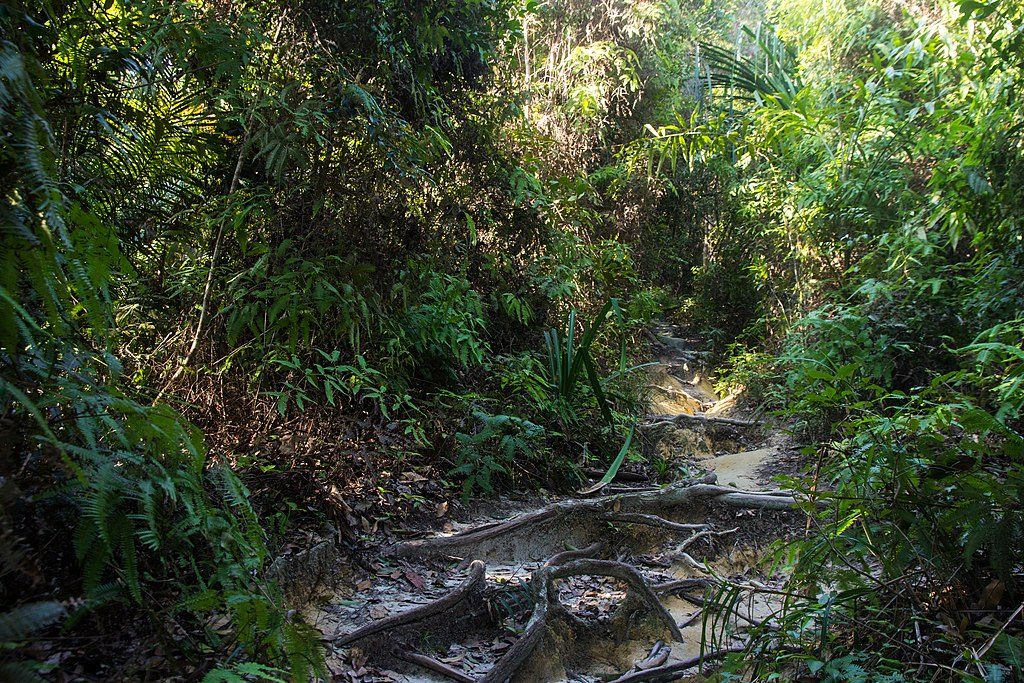 Penang_National_Park_-_panoramio_(4)