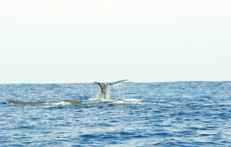 Watching Blue Whales Off the Coast of Sri Lanka – The Ultimate Whale Watching Guide
