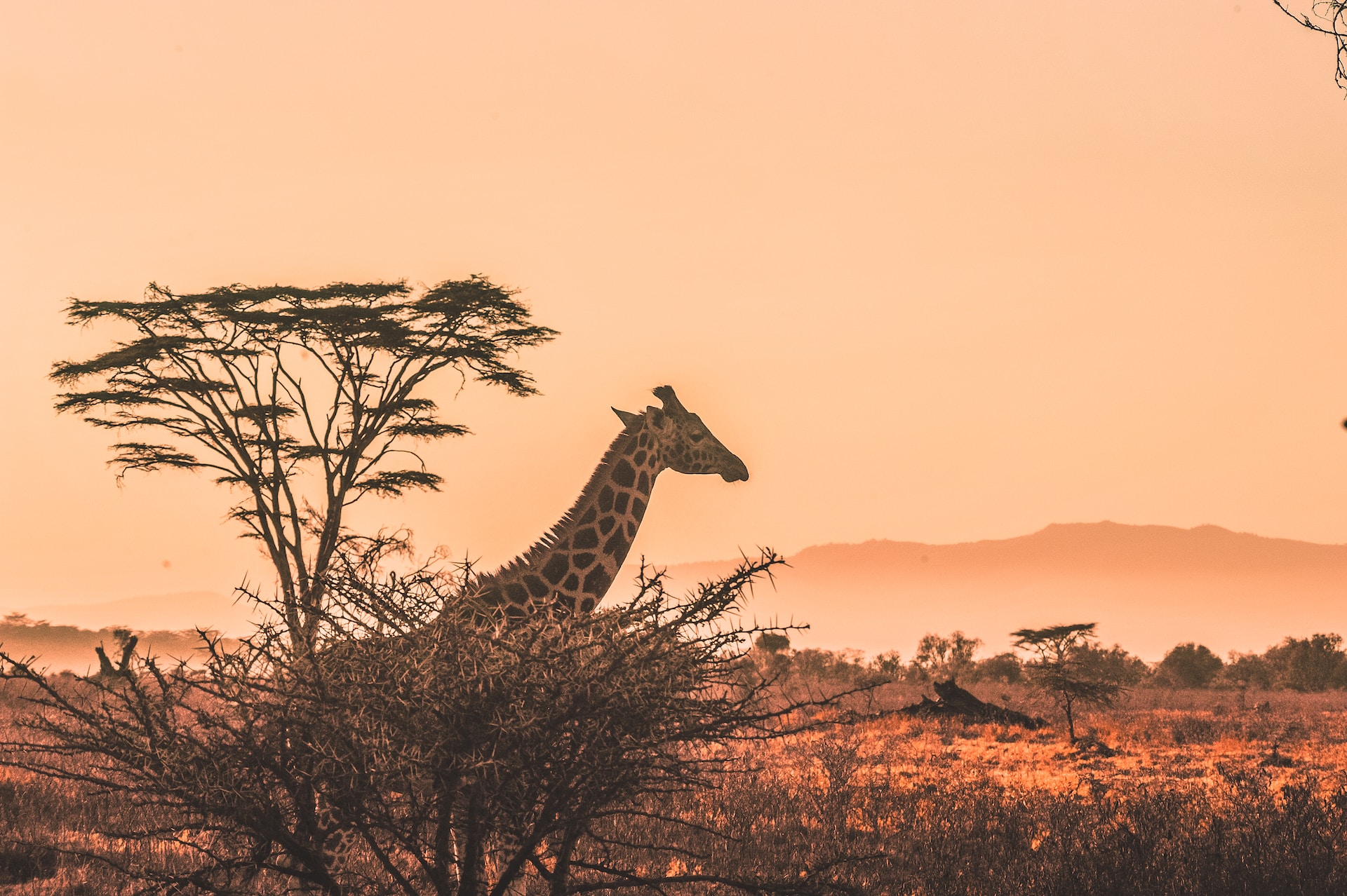 Wildlife in Africa 