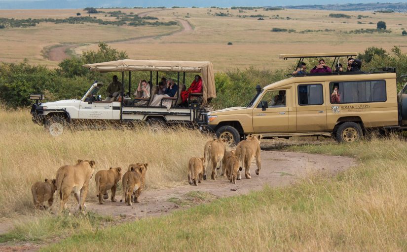 Safari Tour in Africa