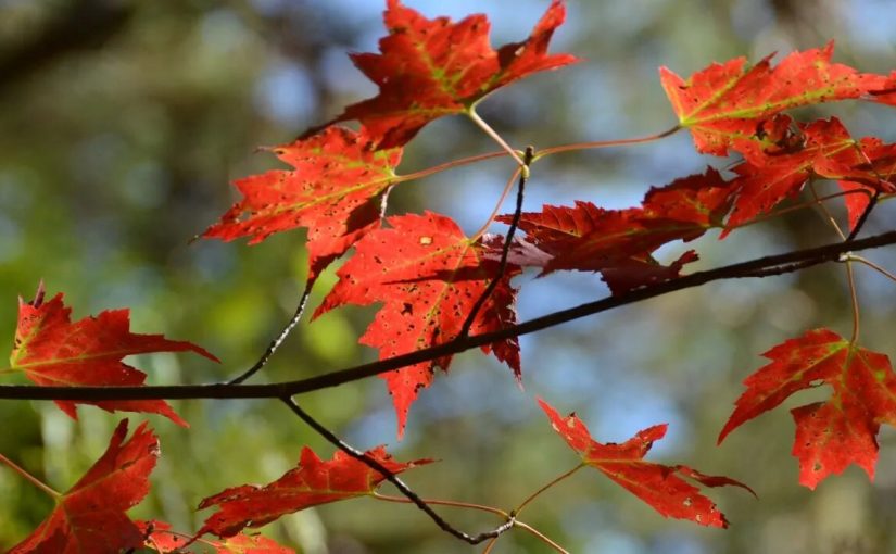 Kyoto’s Most Stunning Seasonal Flowers – Discover the Breathtaking Natural Beauty of Japan