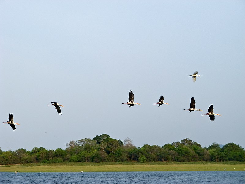 Birdwatching